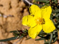 bloem : Europa, Nat. park Donana, Reisen, Spanje, europa